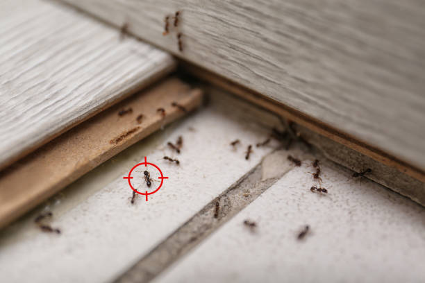 Best Termite Control Services  in Nicholls, GA
