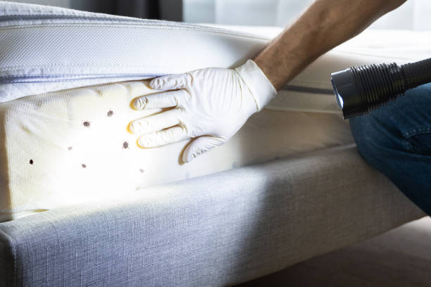 Best Affordable Pest Control Services  in Nicholls, GA