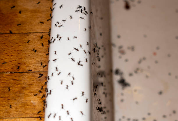 Best Wildlife Control Services  in Nicholls, GA