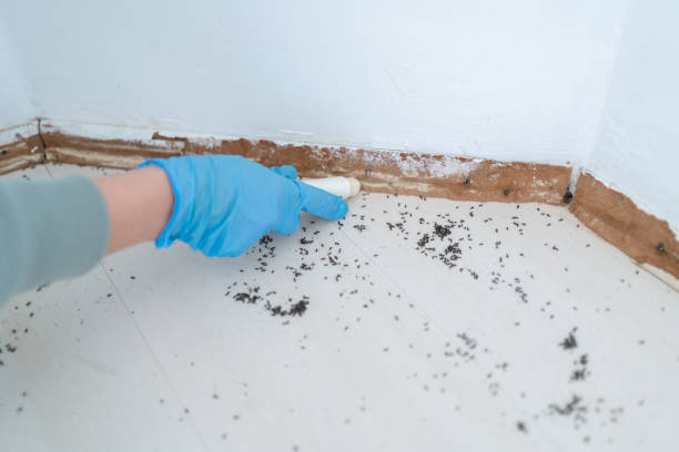 Best Wasp Removal Services  in Nicholls, GA