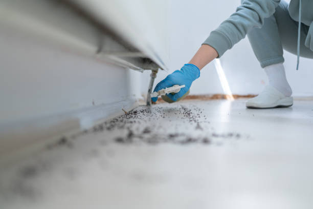 Best Flea Control Services  in Nicholls, GA